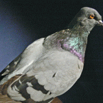 geschiedenis duiven, Geschiedenis Duiven