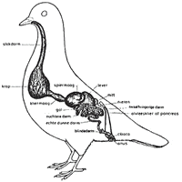 Lees meer over het artikel Spijsverteringsorganen van de duif