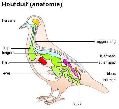 Anatomie van duiven