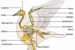 Anatomie van duiven